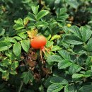 솔모랫길 이미지