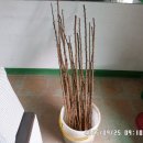 넝쿨농장 이미지