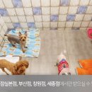 잠실애견카페도그마루
