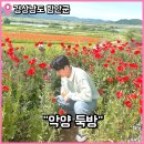 무한천 둔치공원 화장실(2) | 함안 악양둑방길 주차장 양귀비 개화시기 포토존 등 상세후기