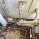 비둘기길 | 마곡동 비둘기퇴치 후 베란다 스트레스 끝낸 솔직 후기