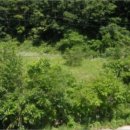 무릉도원면-22 이미지