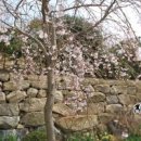 안국사지 이미지