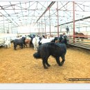 대형목장 이미지