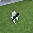 놀러오개 강아지 픽드랍 이미지