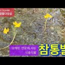 참통발: 전국 오래된 연못에 사는 식충식물 이미지