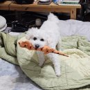 강아지당 | 강아지 베란다 펫도어 가성비 구매 내돈내산 후기