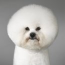 평율 이미지