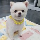 골든셀프워시 이미지