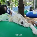 개꿀 경향신문