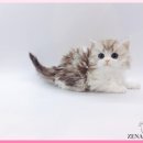 광주고양이분양 제나캣 광주점 이미지