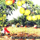 연길농장 이미지