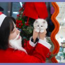 대구고양이분양 테디럽 이미지