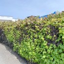 제주 월령리 선인장군락 이미지