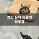 와우랩유치원 | 양산 실내동물원 와우쥬 아이와 가볼만한 곳