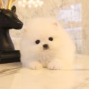 도그마루 강아지 고양이 양산화명점 이미지