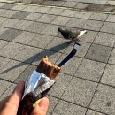 알지 아라 이미지