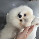 행복펫메이트 | 울산 애견카페 펫케어메이트 반려견과 보호자 모두 위한 즐거운 선택