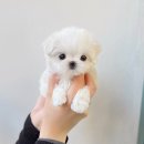 해피독스 애견샵 | 분당강아지분양 해피애견타운 현명한 선택 애견샵