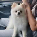 사랑옵개 이미지