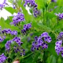 약용식물관리사 이미지