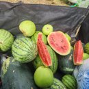 9월18일 수박 겁나게 땄어요 이미지