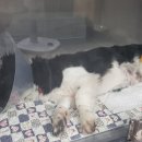 하임동물병원 이미지