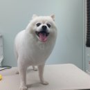 #the예쁘개 네이버블로그