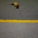 달봉이민박 이미지