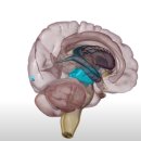 뇌의 구조와 신경계 이미지