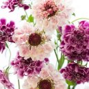 솔채꽃(채꽃 구름채꽃 만색신라복; hopei scabious)꽃 이미지