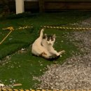 하조등대 화장실 | 카라반 로망을 실현해 준 캠핑카 (양양 하조대 해변)