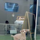 뚜뚜멍멍 이미지