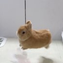 라떼케이크 이미지