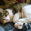 보라매동물병원 이미지