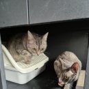 고양이 호텔 캣어스 트리마제점 | [캣어스]고양이의 본성을 고려하여 설계된 특별한 공간, '봉자' '봉구' 호텔링 후기