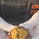 마이푸드 이미지