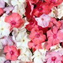 플라워클래스 이미지