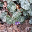 야미리진료소 이미지