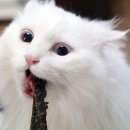 팡팡 이미지