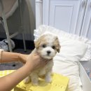 토이켄넬 이미지