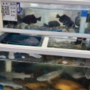 자연횟집 이미지