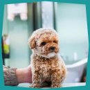 의정부강아지분양 고양이분양 애견분양 펫하임 의정부본점 이미지