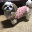 멍멍이랑 호호아줌마 이미지