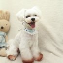 동동 애견 미용 이미지