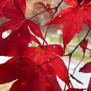 거창군시외버스터미널 | 거창 금원산 휴양림 단풍 풍경과 최단코스 늦가을 산책 후기