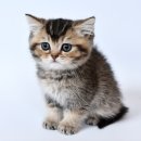 온천장고양이 이미지
