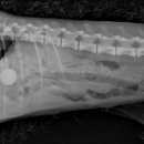 제주온동물병원 이미지