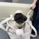 농림축산검역본부 서울지역본부 | 반려견 미국 출국 절차, 검역, 농림축산검역본부 예약시스템(링크 有), 타임라인, 직접 진행한 후기🐶🇺🇸