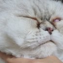 푸른별안과동물병원 이미지